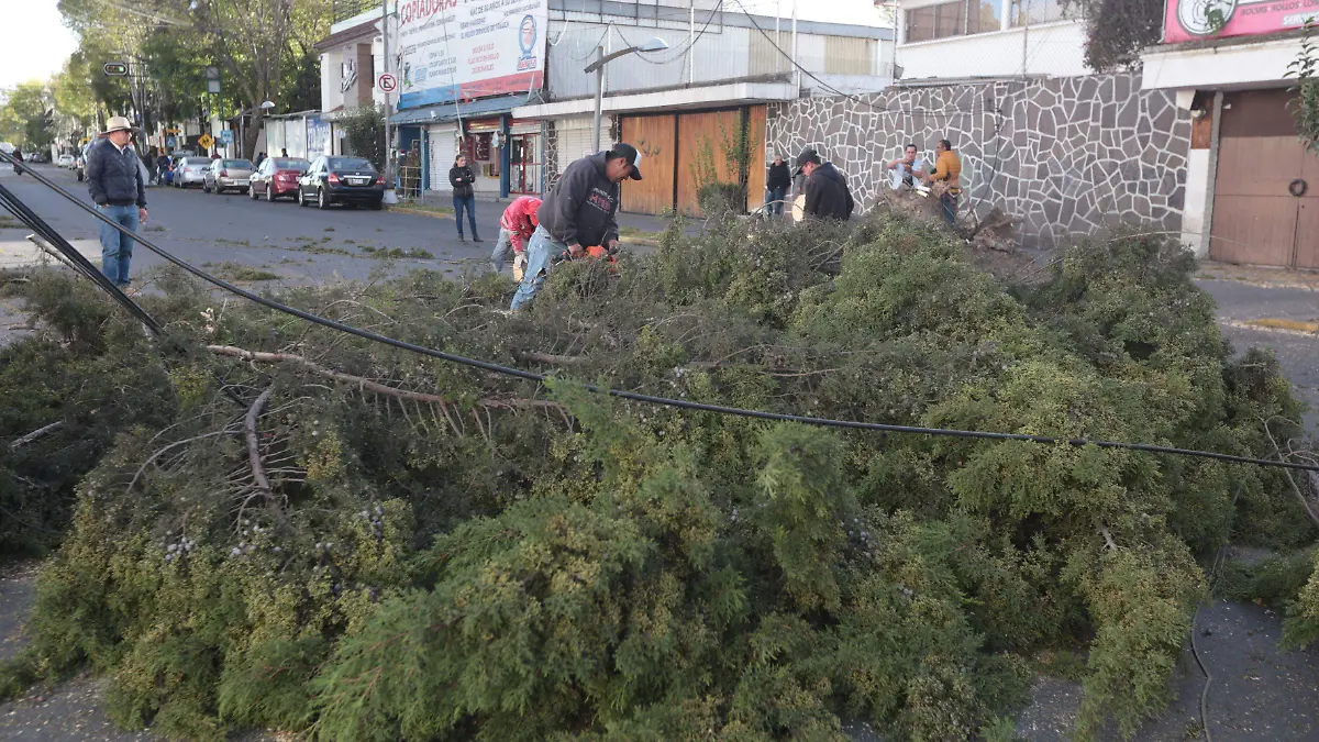 737503_Viento derriba árboles en el Valle de Toluca_impreso